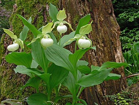 Cypripedium 'Frosch's Queen of the Mist', clump