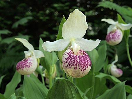 Cypripedium 'Frosch's Ulla Freckles', Blüte Cypripedium 'Frosch's Ulla Freckles', Blüte