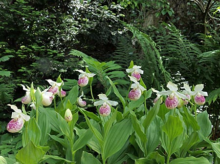 Cypripedium 'Frosch's Ulla Freckles', Gruppe Cypripedium 'Frosch's Ulla Freckles', Gruppe
