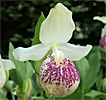 Cypripedium 'Frosch's Ulla Freckles' Cypripedium 'Frosch's Ulla Freckles'