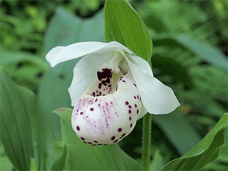 Cypripedium 'Frosch's Ulla Spots', Blüte Cypripedium 'Frosch's Ulla Spots', Blüte