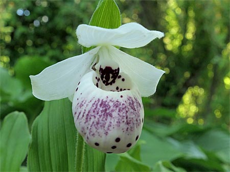 Cypripedium 'Frosch's Ulla Spots', Blüte Cypripedium 'Frosch's Ulla Spots', Blüte