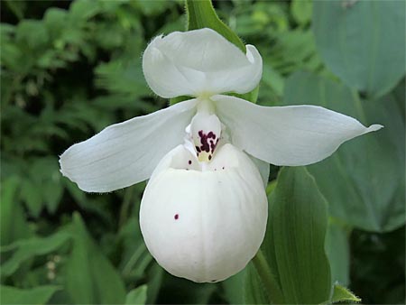 Cypripedium 'Frosch's Ulla Spots', Blüte Cypripedium 'Frosch's Ulla Spots', Blüte