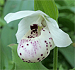 Cypripedium 'Frosch's Ulla Spots' Cypripedium 'Frosch's Ulla Spots'