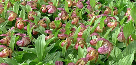 a new Frosch(R) clone of Cypripedium Hans Erni