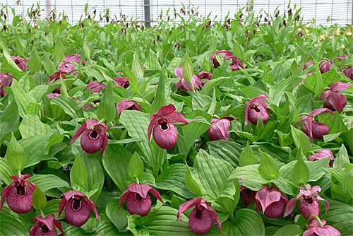 Cypripedium Henric in der Gärtnerei