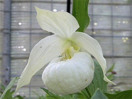 Cypripedium Henric, white form