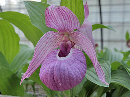 Cypripedium Henric, rosa Form