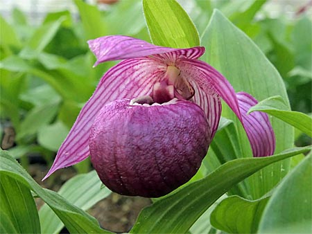 Cypripedium Henric, übliche Farbe