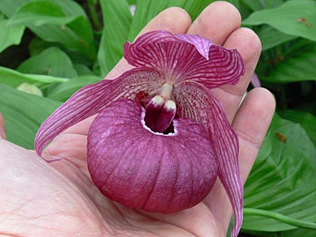 Cypripedium John Haggar, Blüte