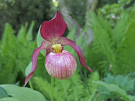 Cypripedium Johnny Petersen, Blüte