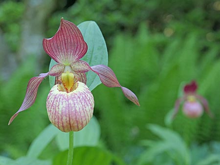 Cypripedium Johnny Petersen, Blüte