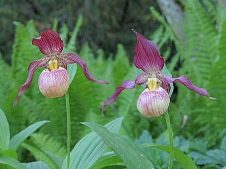 Cypripedium Johnny Petersen, flowers Cypripedium Johnny Petersen, flowers