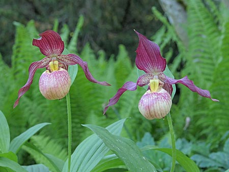 Cypripedium Johnny Petersen, Blüten