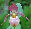 Cypripedium Johnny Petersen