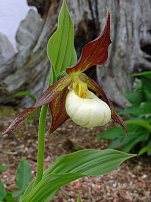 Cypripedium Karl Heinz, Blüte