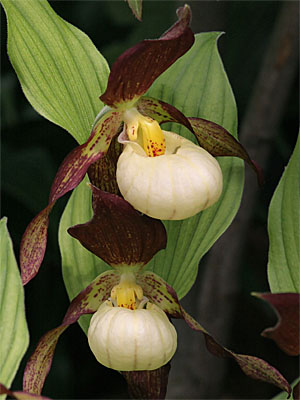 Cypripedium Karl Heinz, Doppelblüte