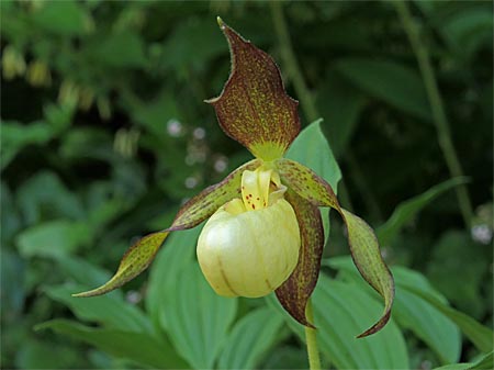 Cypripedium Karl Heinz, light-coloured flower