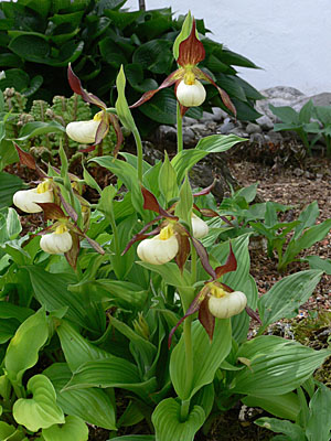 Cypripedium Karl Heinz, clump