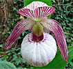 Cypripedium Monto