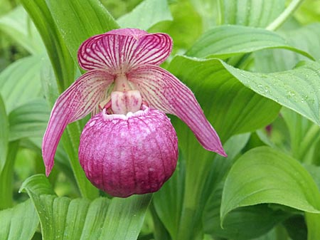 Cypripedium Mops, Blüte Cypripedium Mops, Blüte