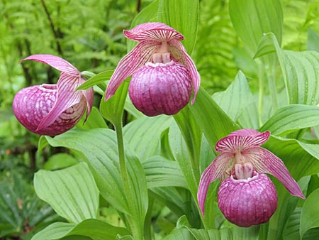 Cypripedium Mops, Horst Cypripedium Mops, Horst