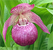 Cypripedium Mops Cypripedium Mops