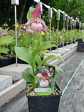 Cypripedium-Hybride zu verkaufen !