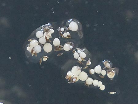 Cypripedium protocorms in a Petri dish