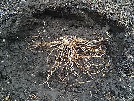 Planting of cypripediums