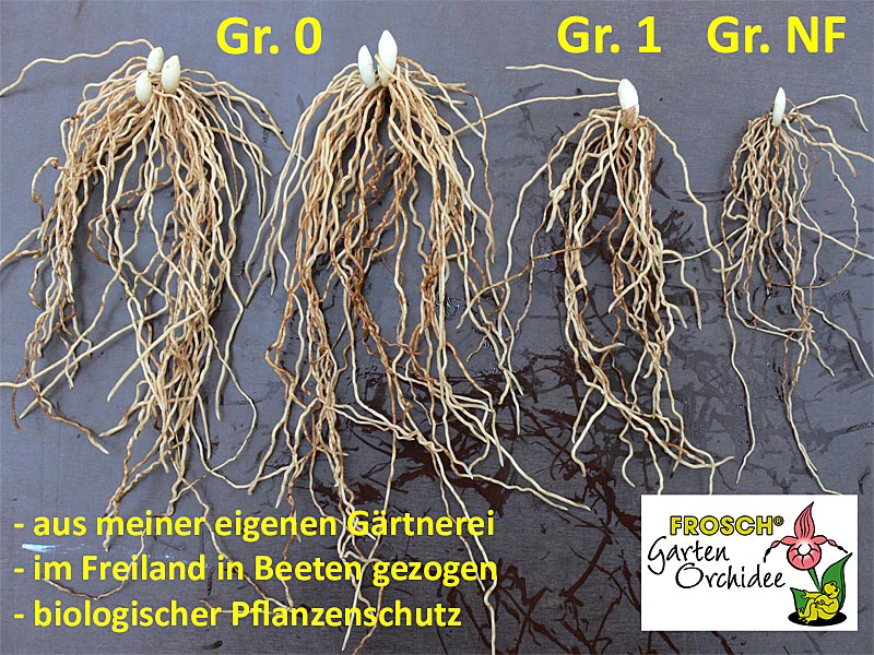 Rhizome verschiedener Größe