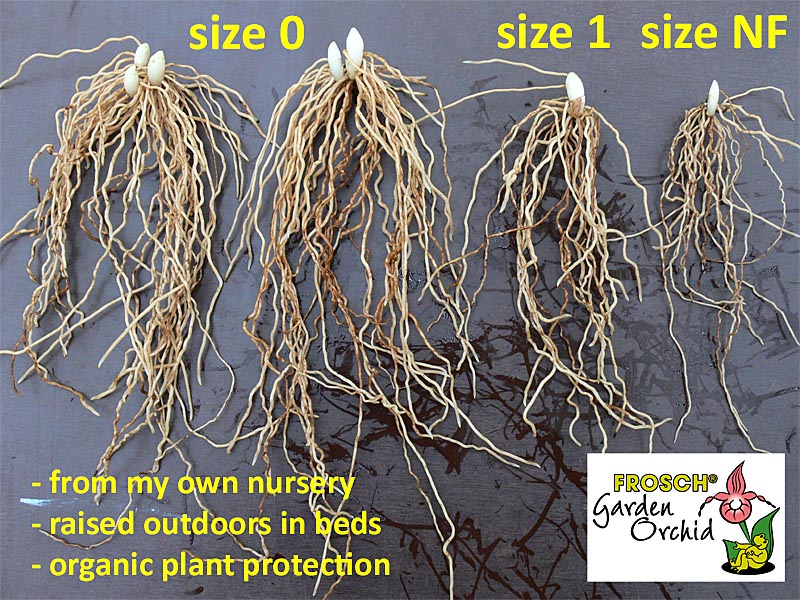 Rhizomes of various sizes