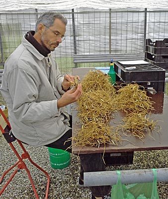 Grading the rhizomes