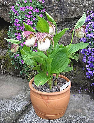 Cypripedium Sabine nach 6 Jahren Topfkultur