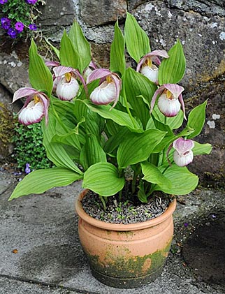 Cypripedium Sabine nach 9 Jahren Topfkultur