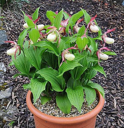 Cypripedium Ventricosum nach 12 Jahren Topfkultur