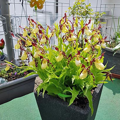 Cypripedium Emil nach 15 Jahren Topfkultur