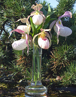 Cypripedium Aki light and Gisela Pastel in a vase