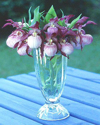 Cypripedium Gisela in a vase