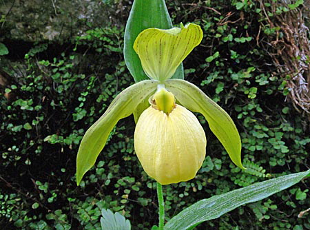 Cypripedium Barry Phillips, flower Cypripedium Barry Phillips, flower