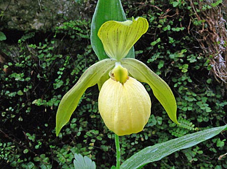 Cypripedium Barry Phillips, Blüte