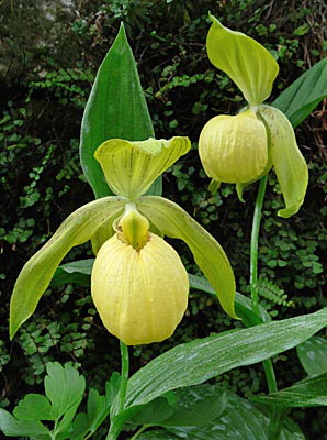 Cypripedium Barry Phillips, Blüte