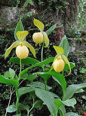Cypripedium Barry Phillips, clump Cypripedium Barry Phillips, clump