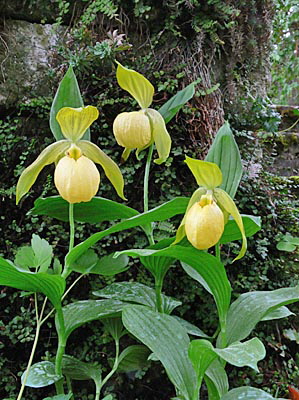 Cypripedium Barry Phillips, clump