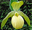 Cypripedium Barry Phillips