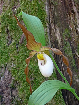 Cypripedium Columbianum, Blüte