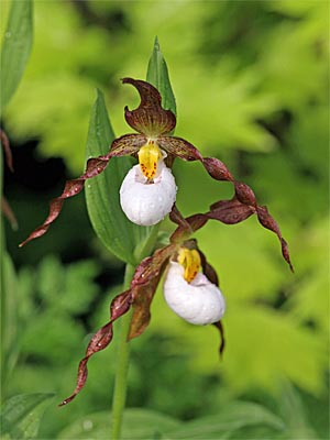 Cypripedium Columbianum, Blüten