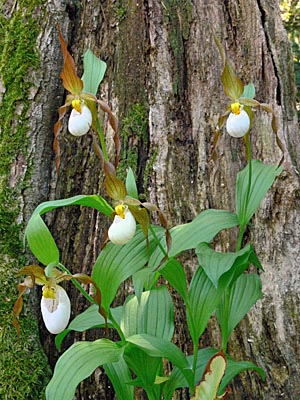 Cypripedium Columbianum, Horst