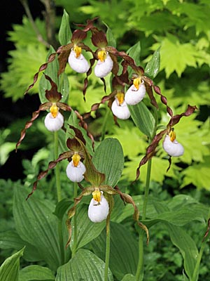 Cypripedium Columbianum, Horst