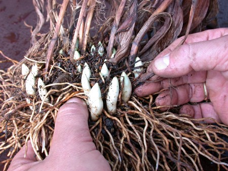 Remove the old shoots from the rhizome